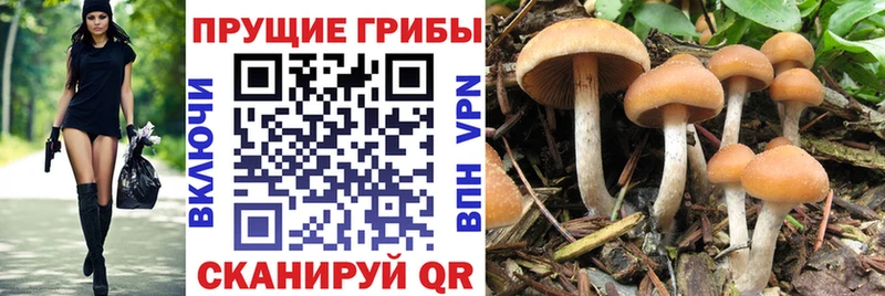 Псилоцибиновые грибы GOLDEN TEACHER  купить закладку  это наркотические препараты  Ковров  блэк спрут рабочий сайт 